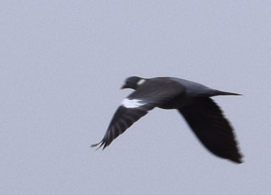 Common Wood-Pigeon - ML616850782