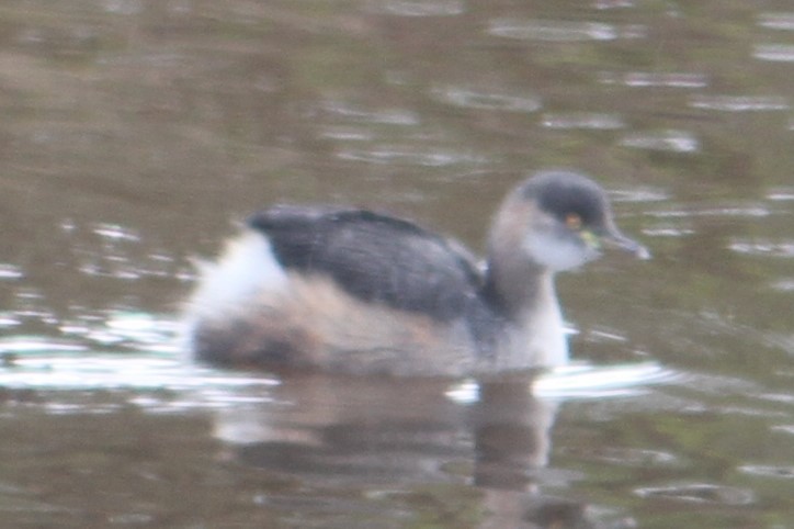 Hoary-headed Grebe - NICOLINO DALFONSO