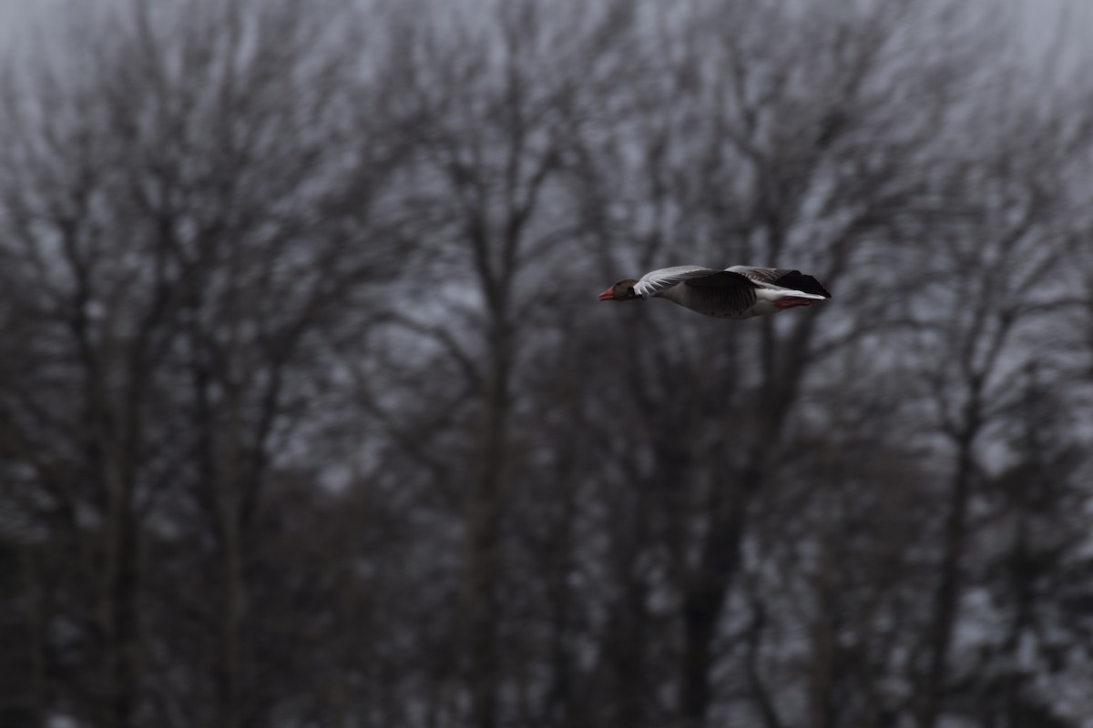 Graylag Goose - ML616850799