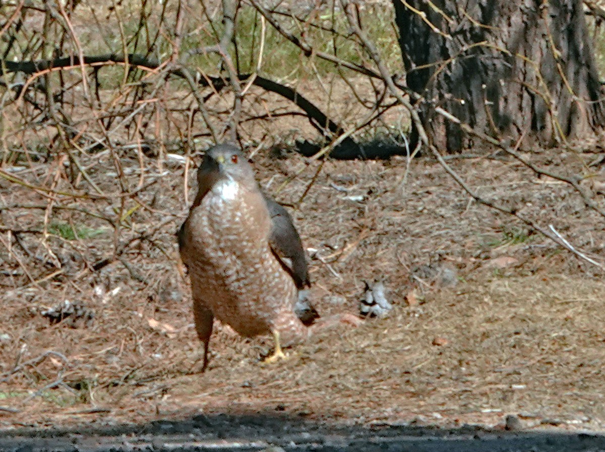 Cooper's Hawk - ML616850847