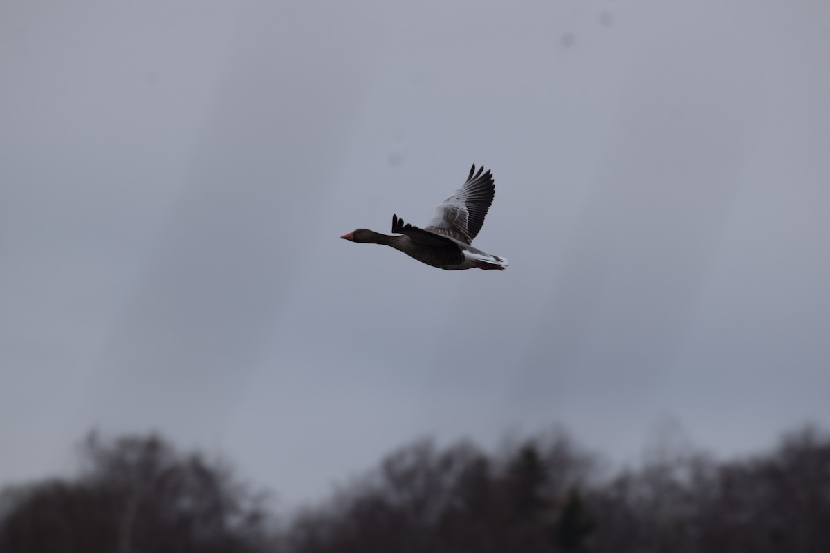 Graylag Goose - ML616850853