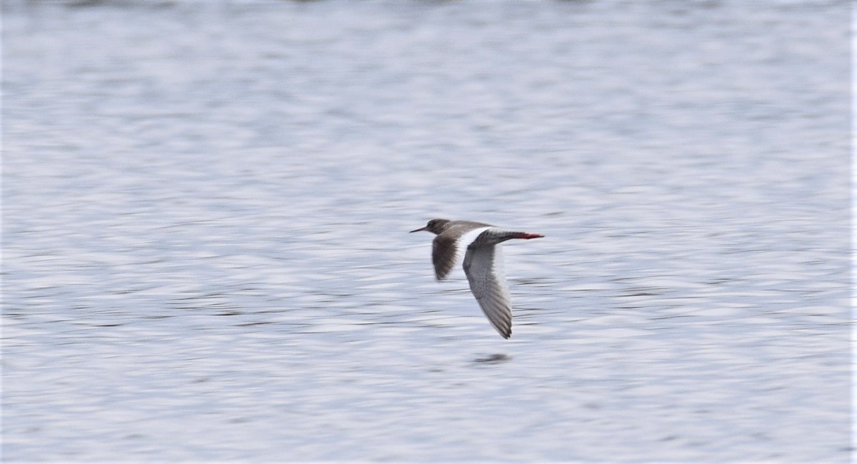 Common Redshank - ML616850911