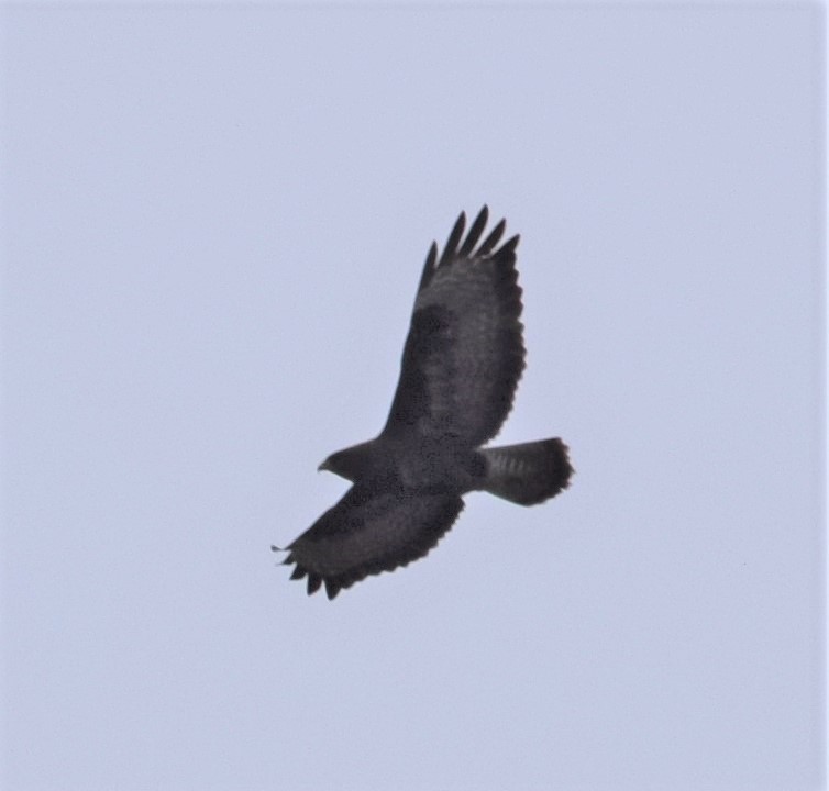 Common Buzzard - ML616850913