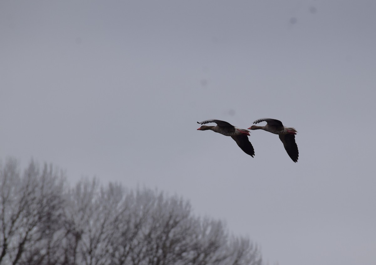Graylag Goose - ML616850924