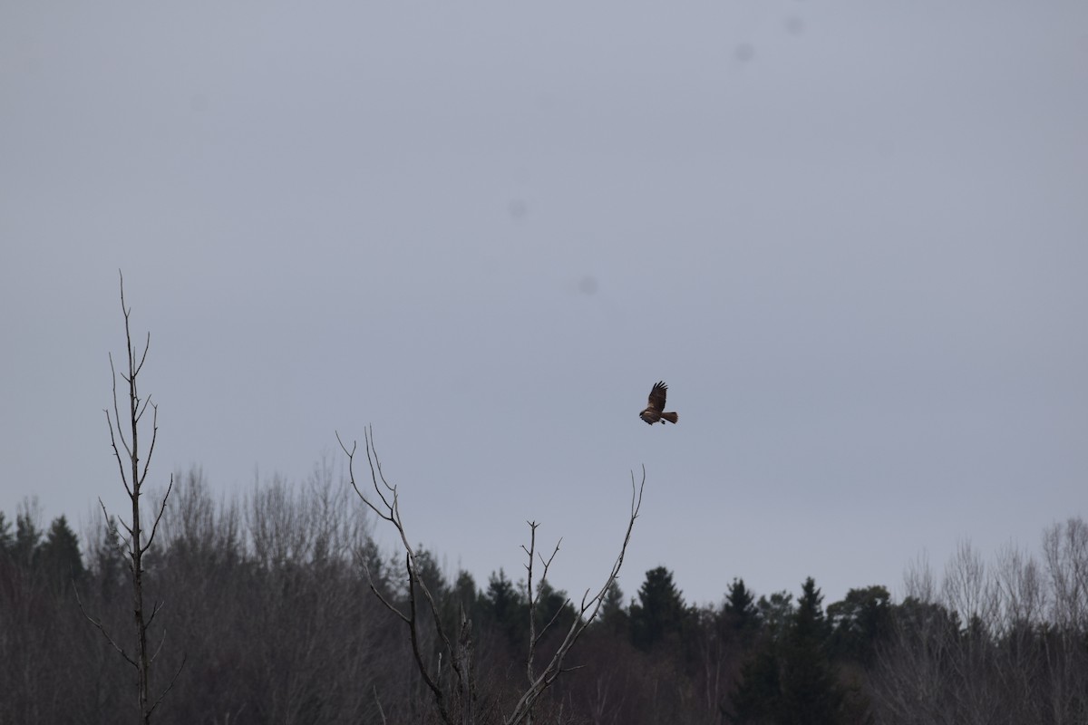 Western Marsh Harrier - ML616850931