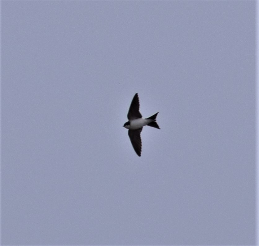 Western House-Martin - ML616850949