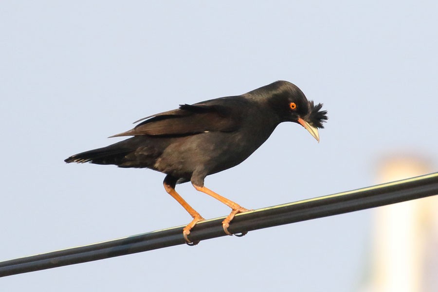 Crested Myna - ML616850963