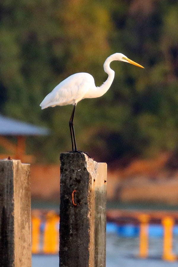 Great Egret - ML616850988