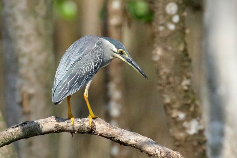 Striated Heron - Robert Dolezal