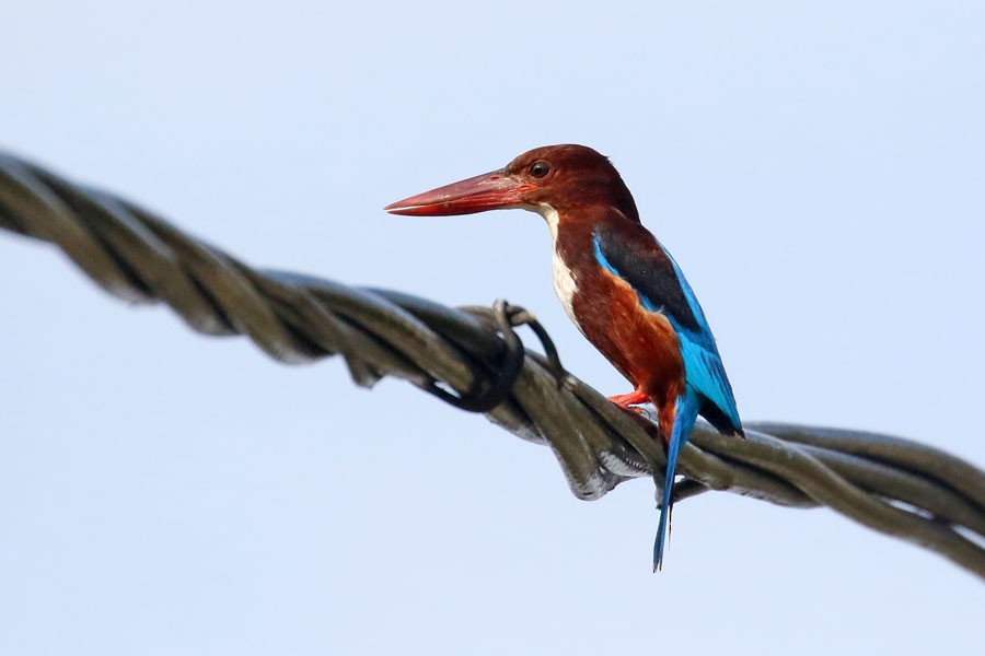 White-throated Kingfisher - ML616851007