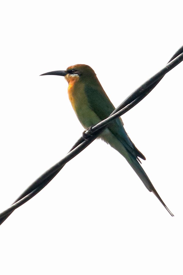 Blue-tailed Bee-eater - Robert Dolezal