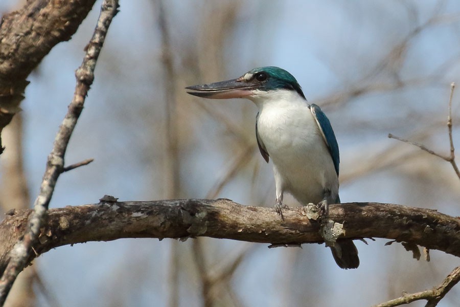 Collared Kingfisher - ML616851028