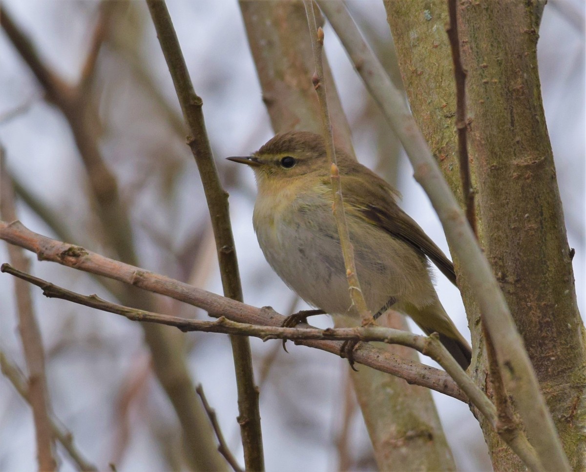 Common Chiffchaff - ML616851045