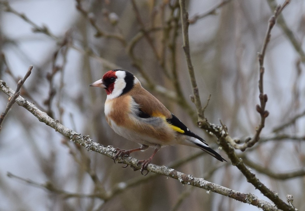 European Goldfinch - ML616851048