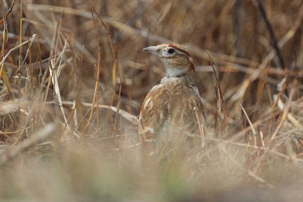 Mongolenlerche - ML616851068