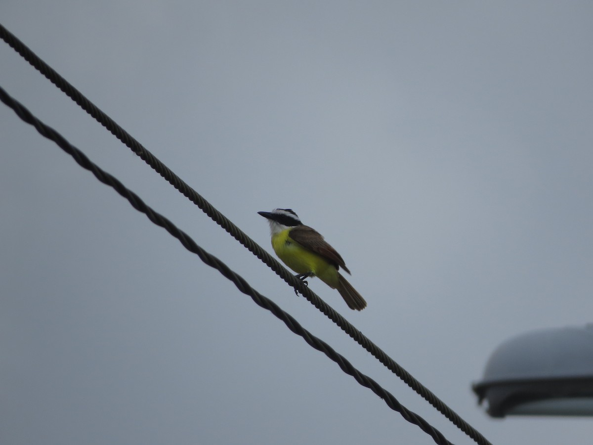 Great Kiskadee - ML616851070
