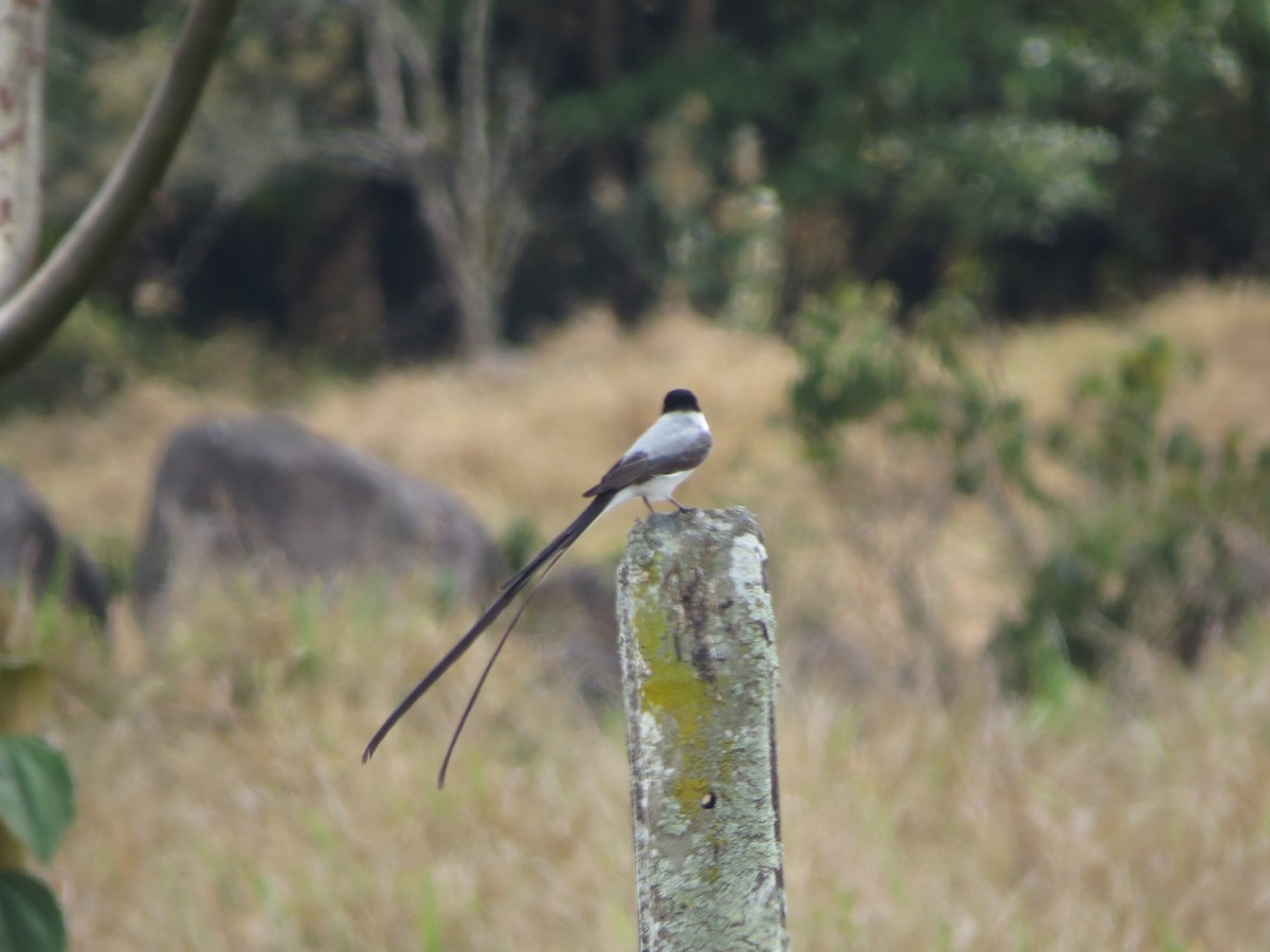 Fork-tailed Flycatcher - ML616851071
