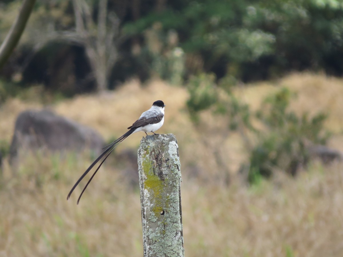 Fork-tailed Flycatcher - ML616851072