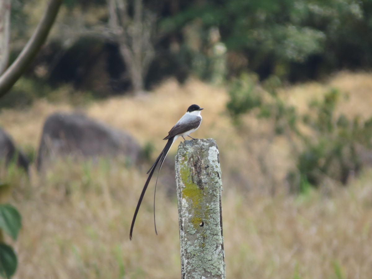 Fork-tailed Flycatcher - ML616851073