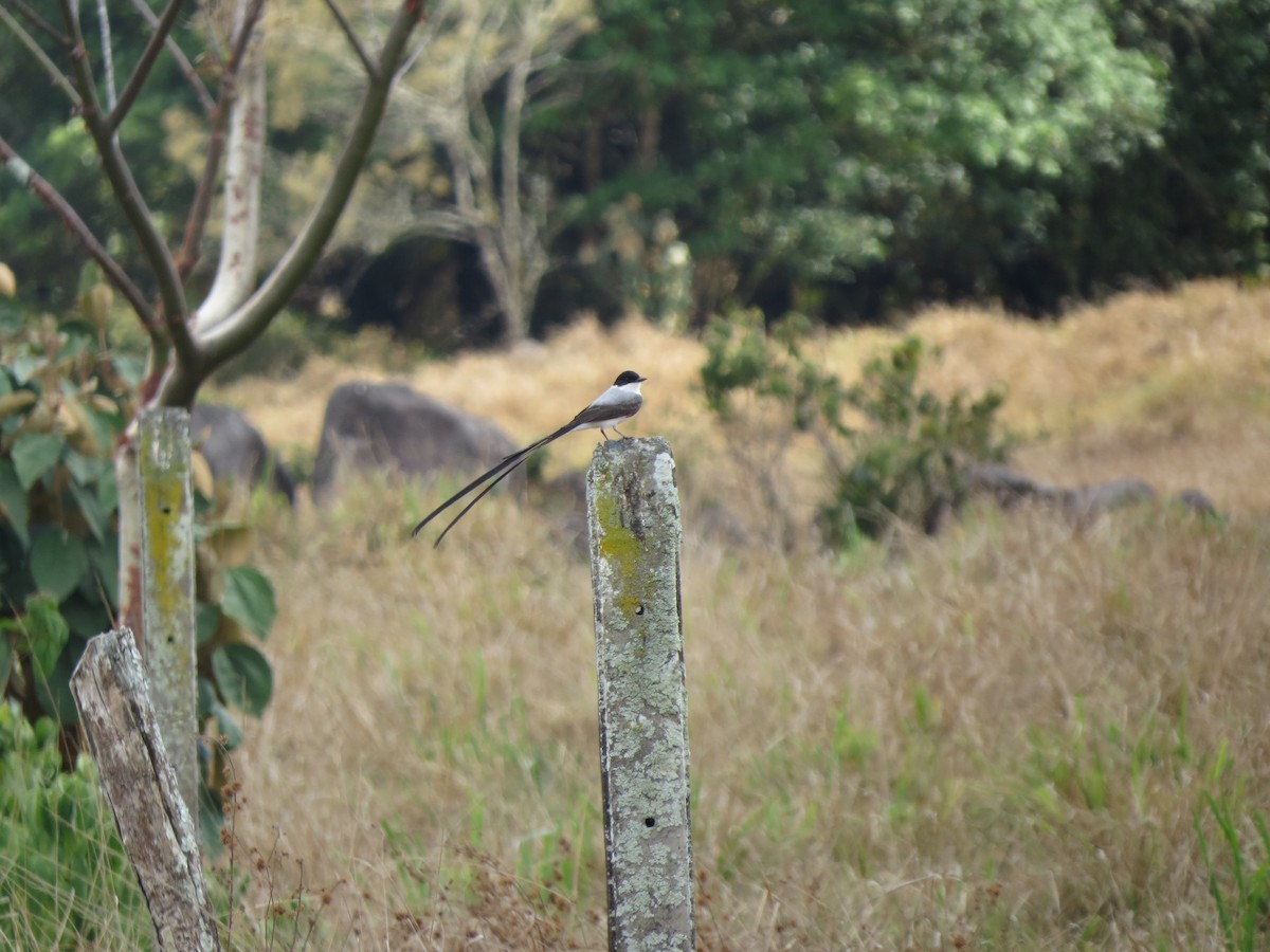 Fork-tailed Flycatcher - ML616851074