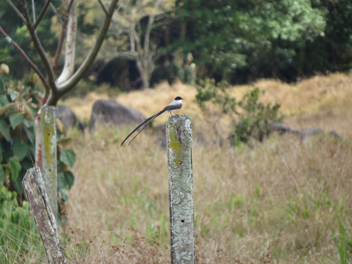 Fork-tailed Flycatcher - ML616851075