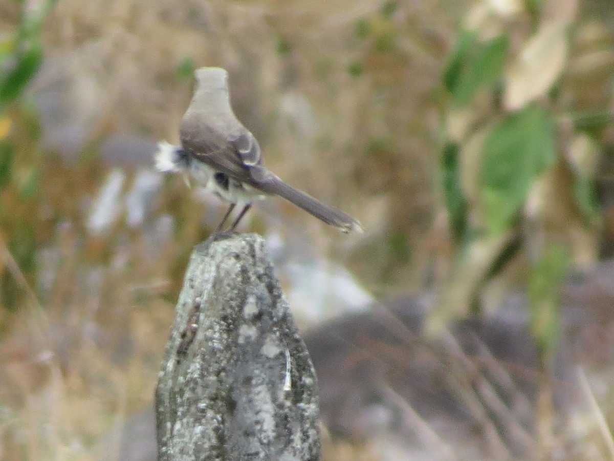 Tropical Mockingbird - ML616851076