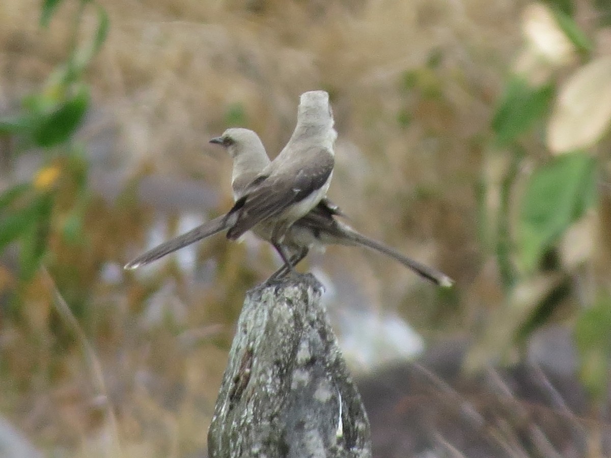 Tropical Mockingbird - ML616851077