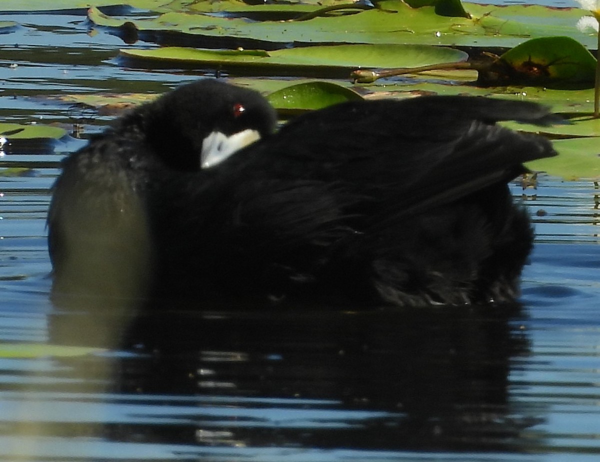 Eurasian Coot - ML616851078