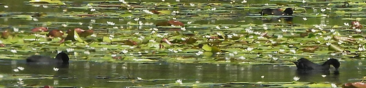 Eurasian Coot - ML616851080