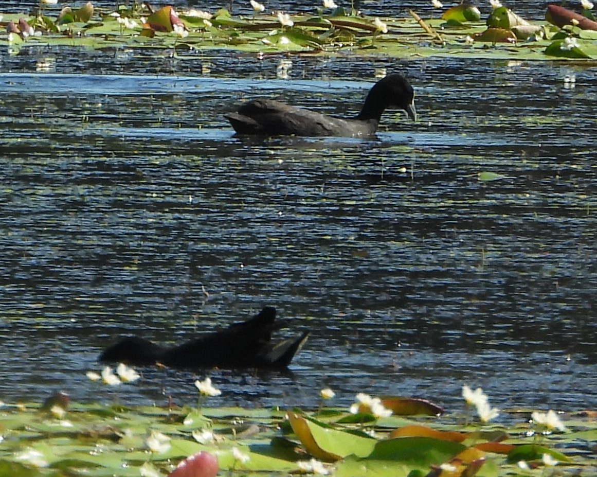 Eurasian Coot - ML616851097