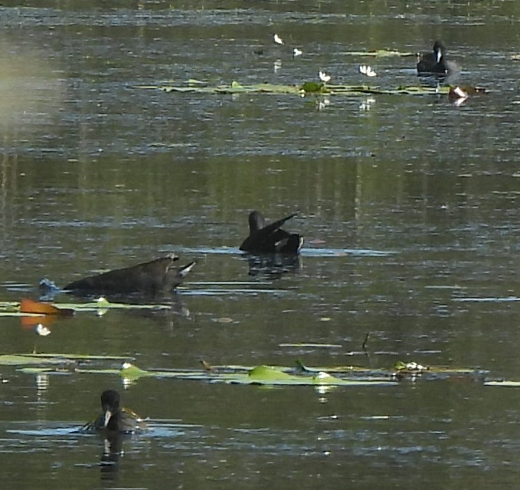 Eurasian Coot - ML616851098