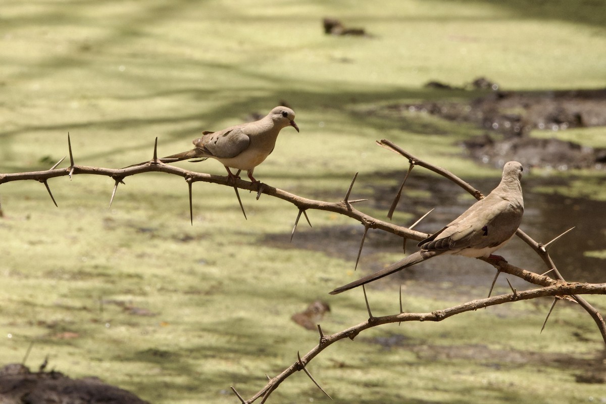 Namaqua Dove - ML616851105