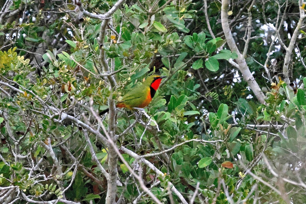 Four-colored Bushshrike - ML616851110