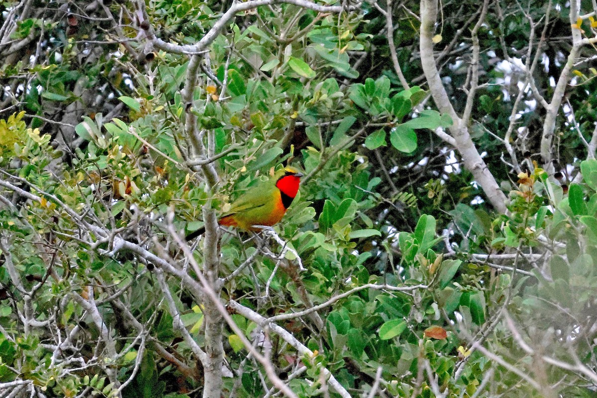 Four-colored Bushshrike - ML616851113