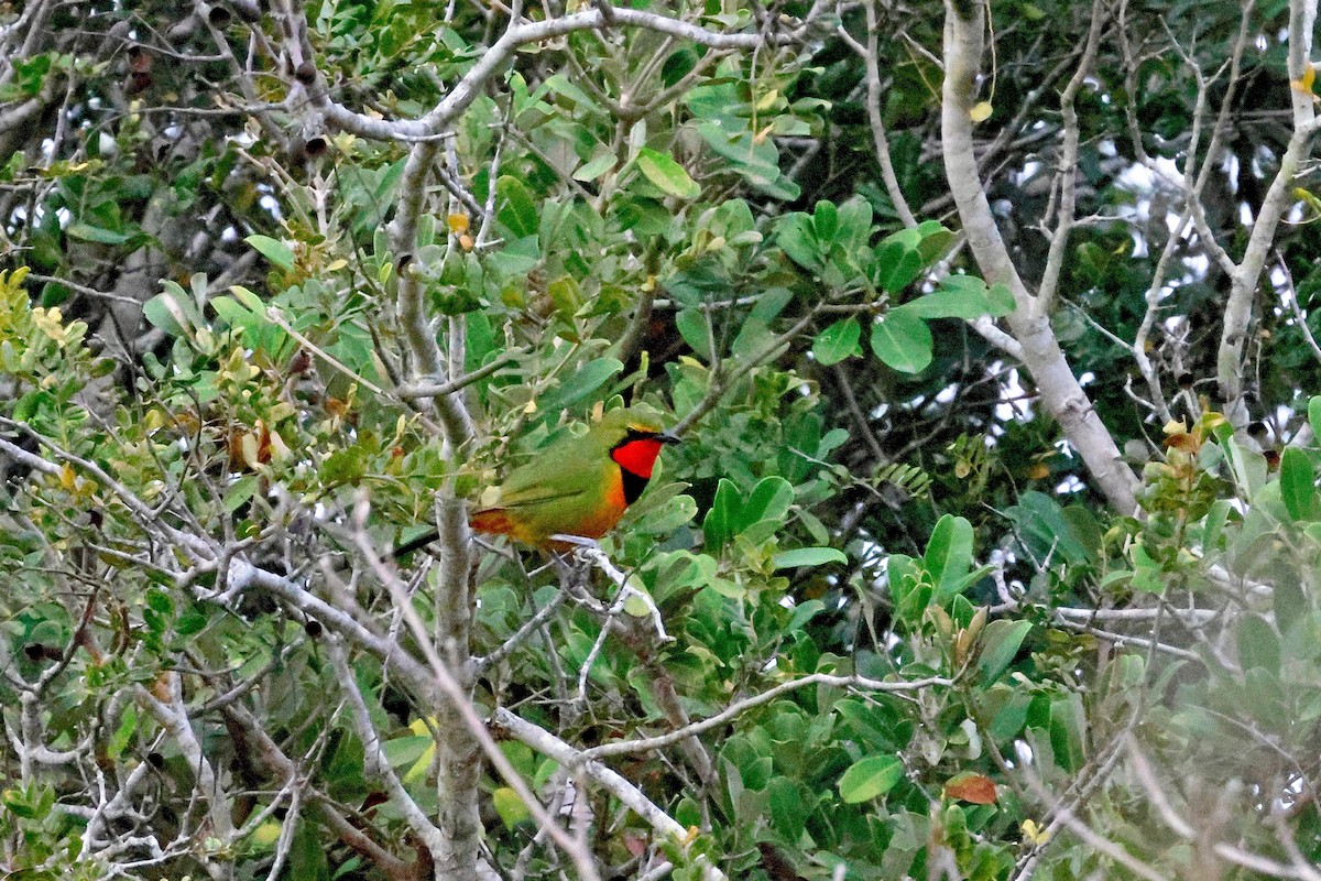 Four-colored Bushshrike - ML616851122