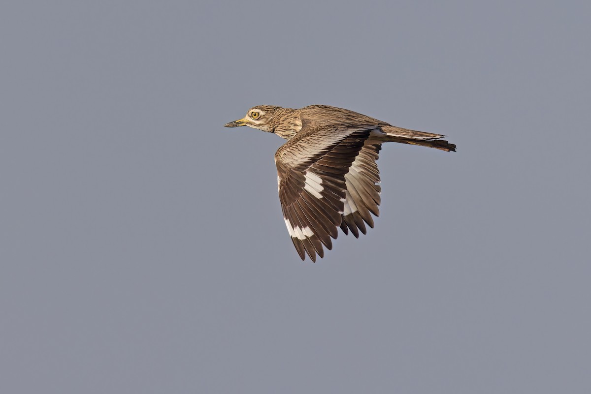 Senegal Thick-knee - ML616851203