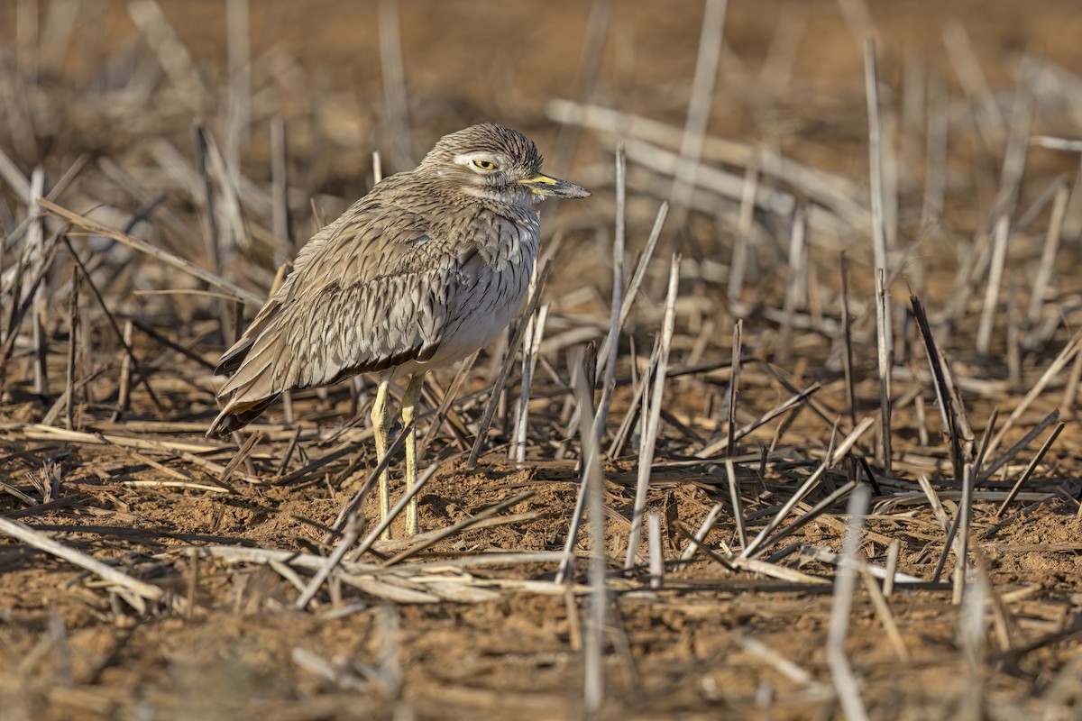 Senegal Thick-knee - ML616851204