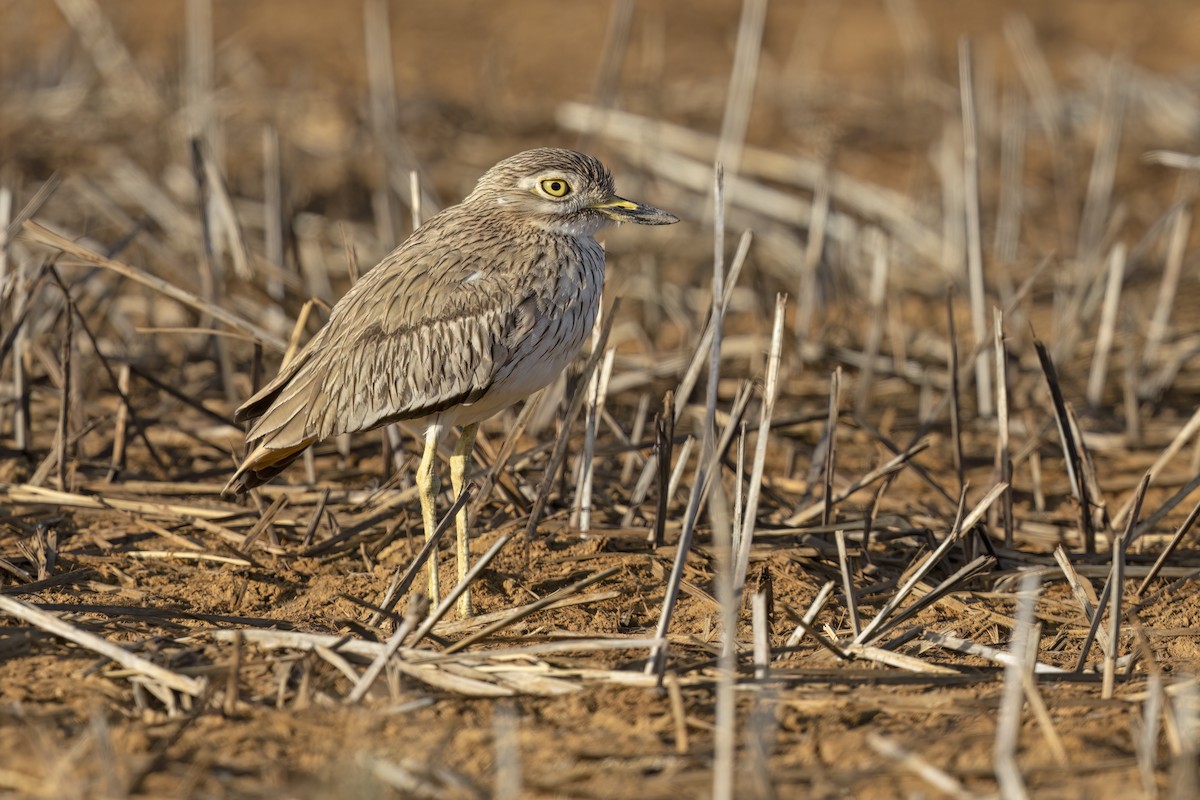 Alcaraván Senegalés - ML616851206