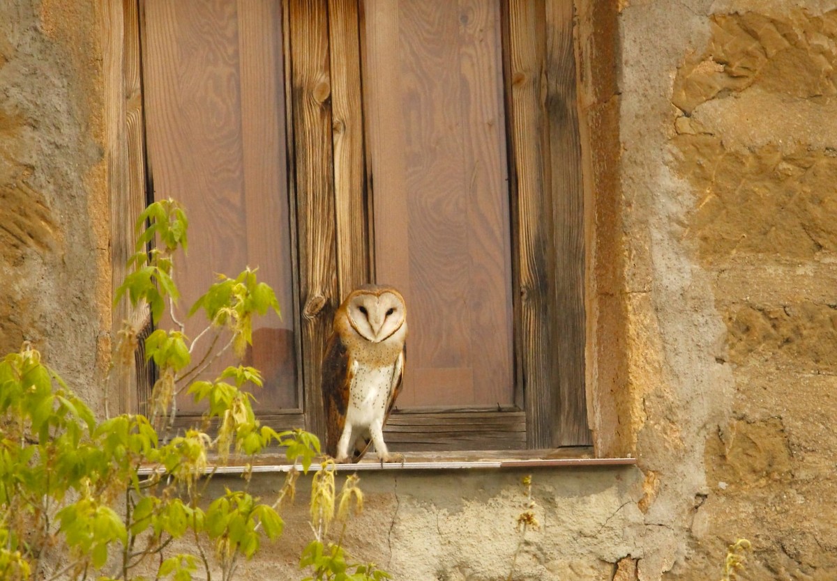 Barn Owl - jorge lardiés