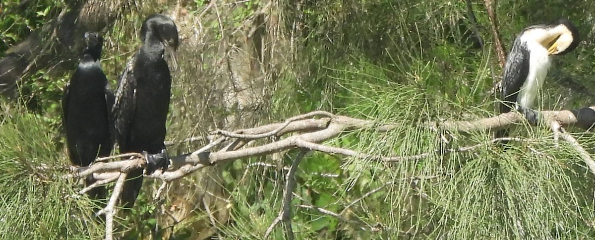 Little Pied Cormorant - ML616851229