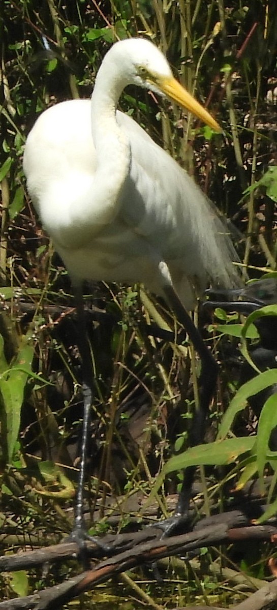 Great Egret - ML616851232