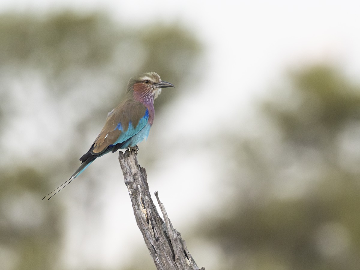 Lilac-breasted Roller - ML616851275
