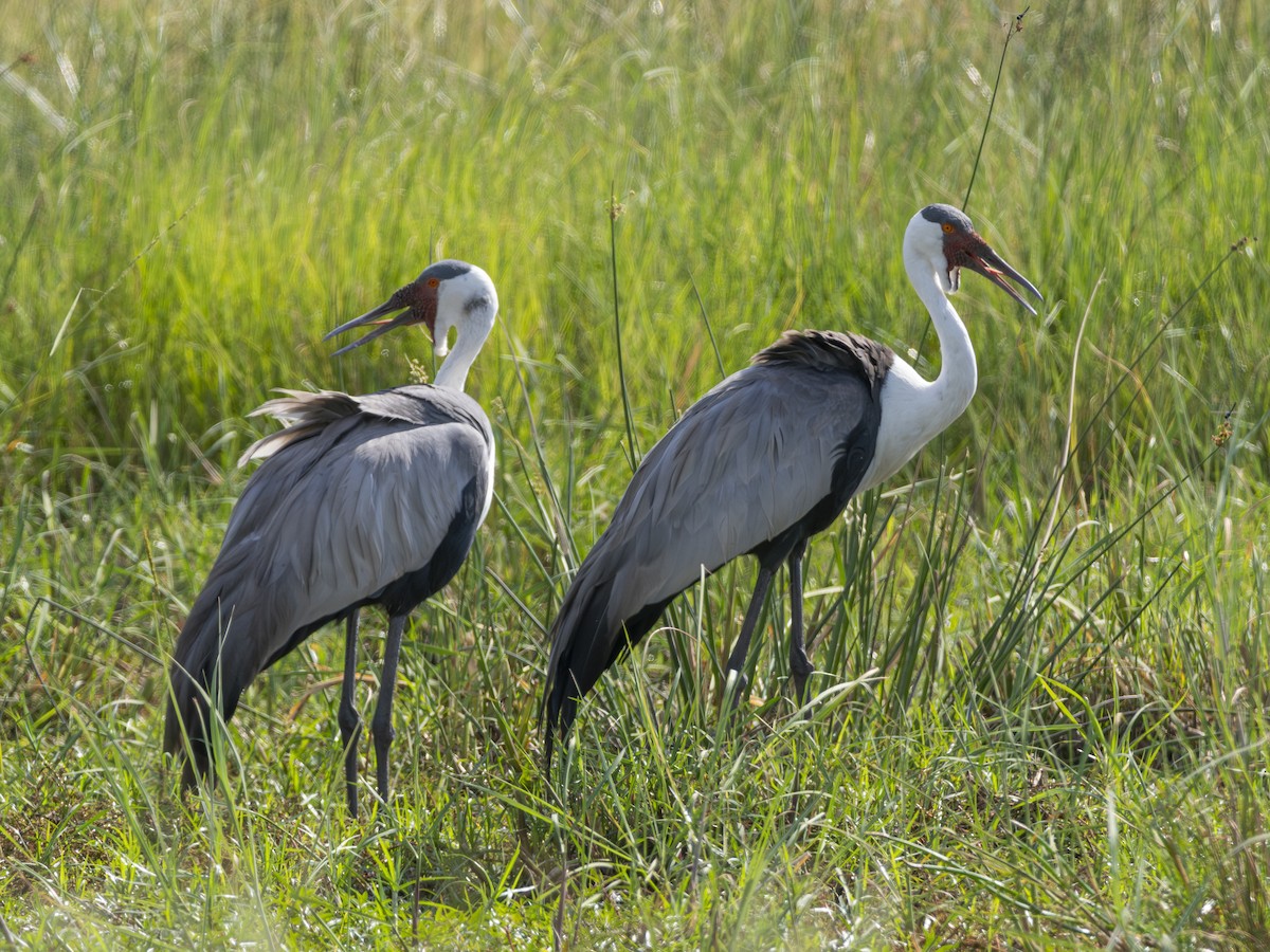 Wattled Crane - ML616851278