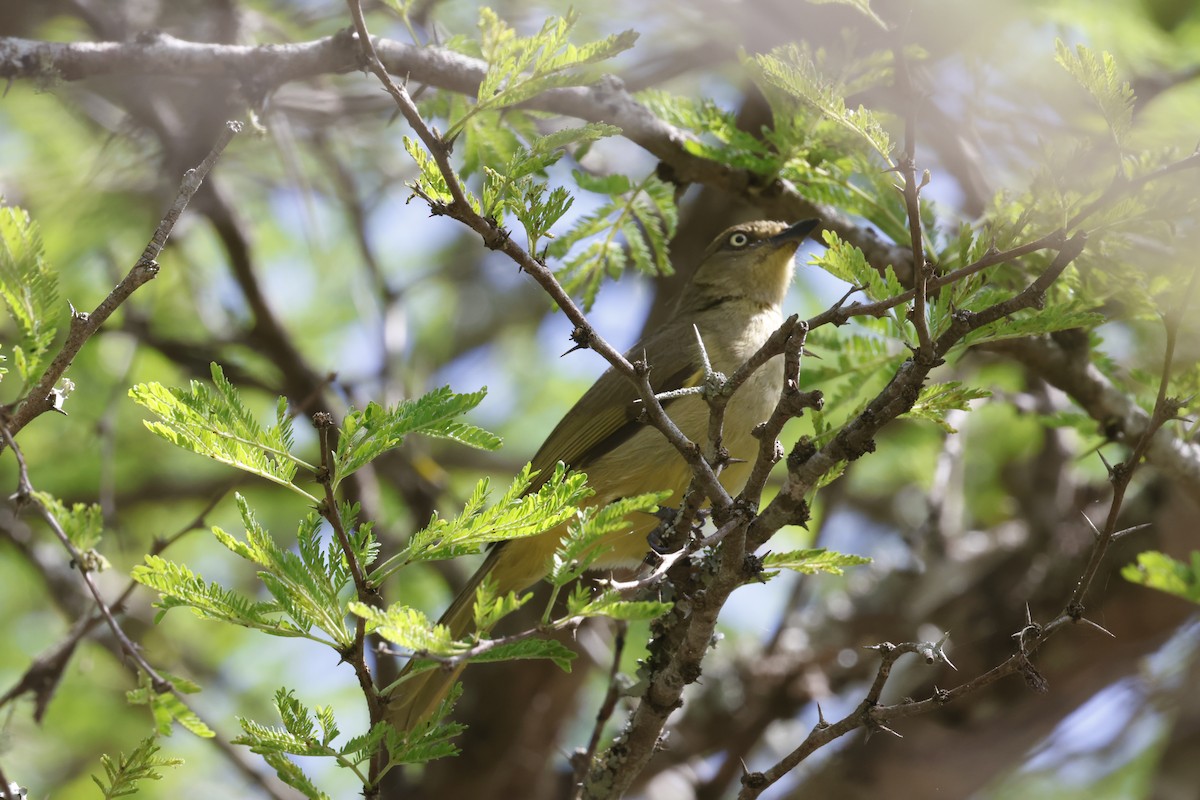 Sombre Greenbul - Martin Hosier