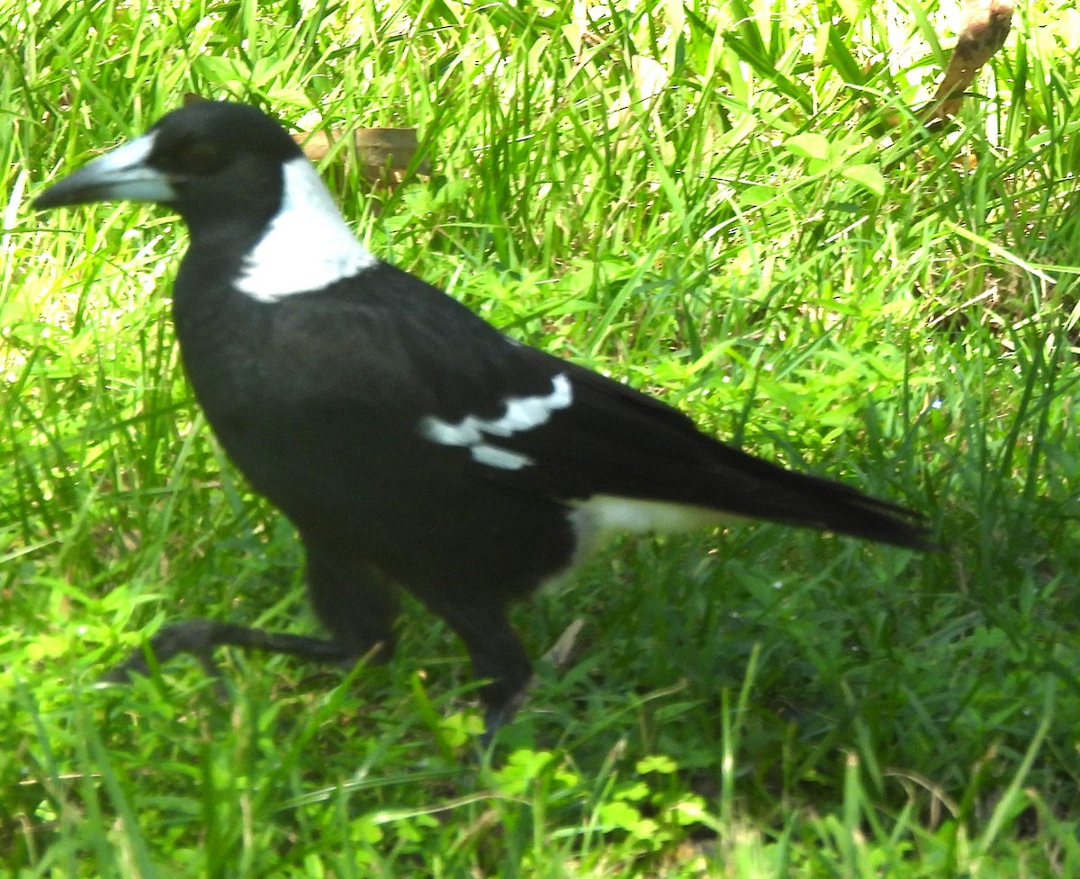 Australian Magpie - ML616851325