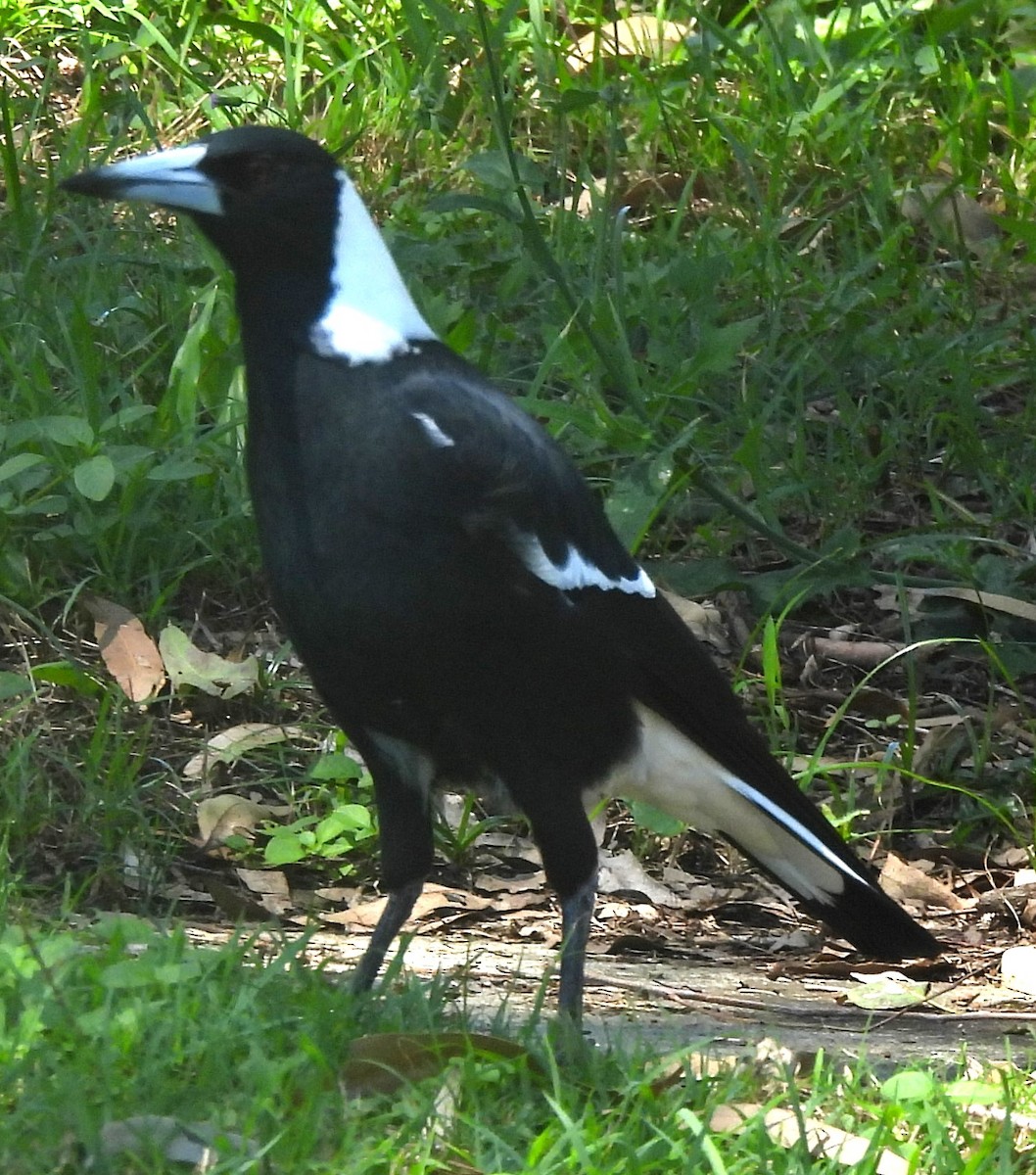 Australian Magpie - ML616851326