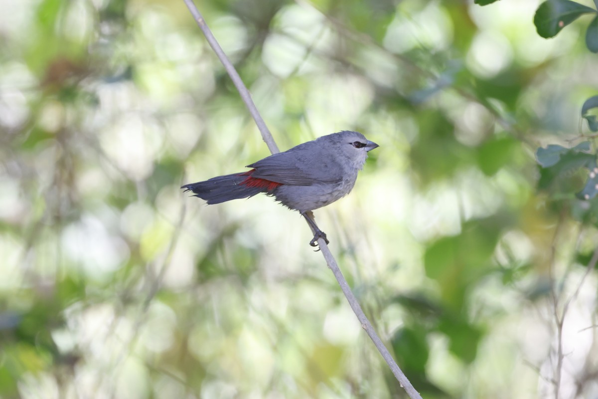 Black-tailed Waxbill - ML616851340