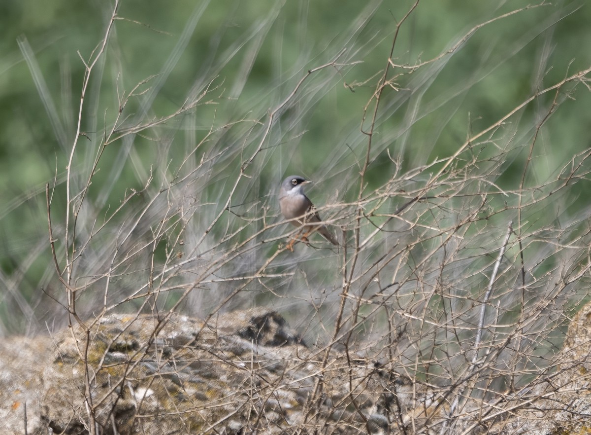 Spectacled Warbler - ML616851481