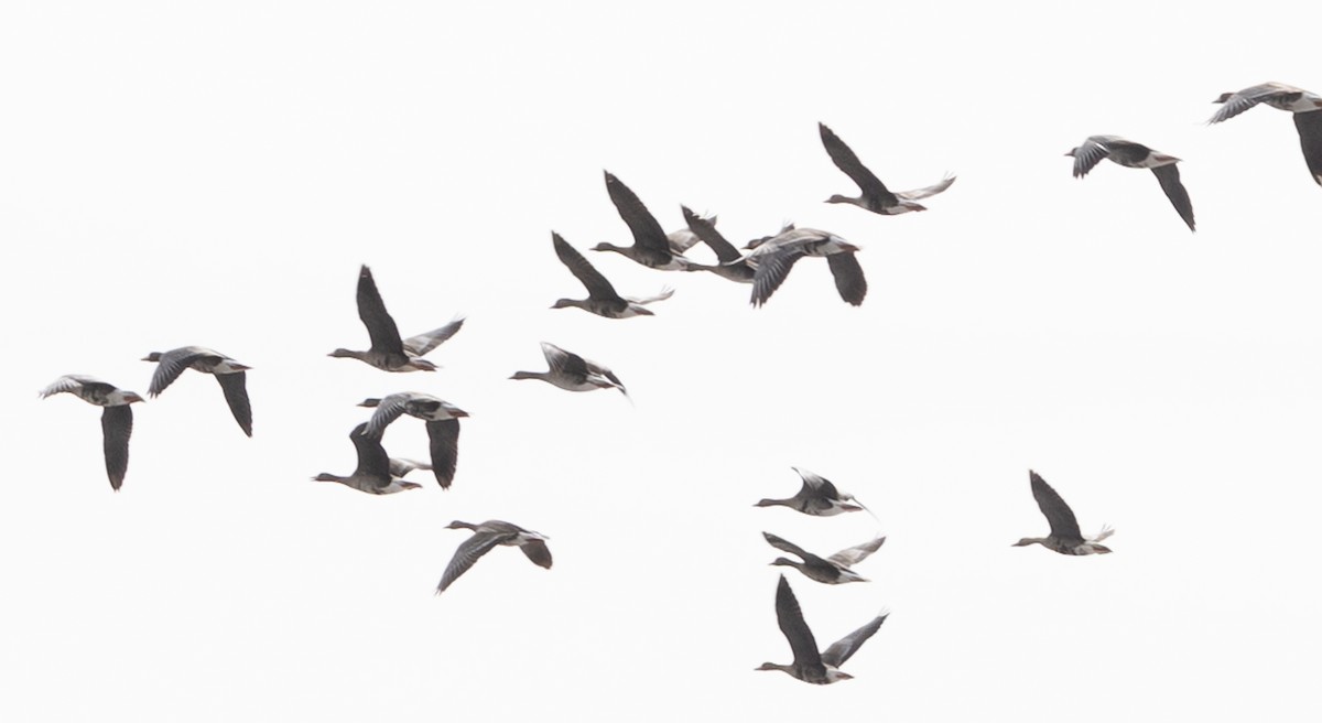 Greater White-fronted Goose - ML616851507