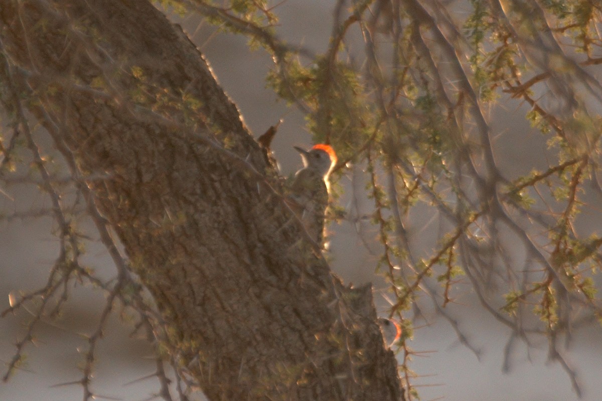 Little Gray Woodpecker - Chris Batty